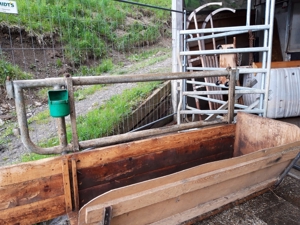 Selbstfang-Fressgitter für 5 Kühe wegen Betriebsumstellung abzugeben Bild 3
