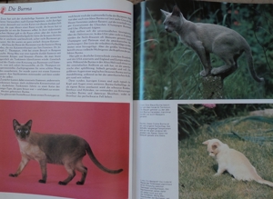 Das grosse Katzenbuch Bild 8