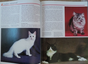 Das grosse Katzenbuch Bild 6