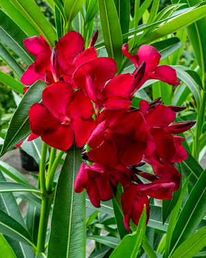 Diverse Oleander, 150 cm, weiß, rot, rosa, Kübelpflanze Bild 4