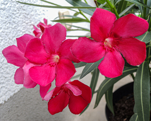 Diverse Oleander, 150 cm, weiß, rot, rosa, Kübelpflanze Bild 3