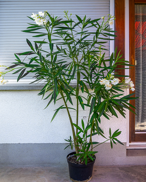 Diverse Oleander, 150 cm, weiß, rot, rosa, Kübelpflanze Bild 2