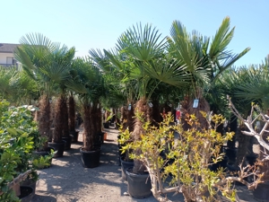 Bodenseepalmen - Palme Olivenbaum
