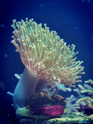 Korallenableger fürs Meerwasseraquarium zu verkaufen Bild 4