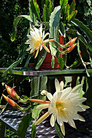 Großer weisser Blattkaktus, Epiphyllum, Kaktus, Kakteen, Bild 2