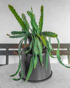 Großer weisser Blattkaktus, Epiphyllum, Kaktus, Kakteen, Bild 3