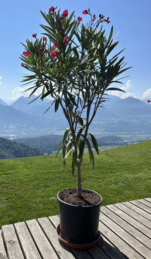 Oleanderbaum - Einstamm 5 Jahre alt und 140cm hoch Bild 1