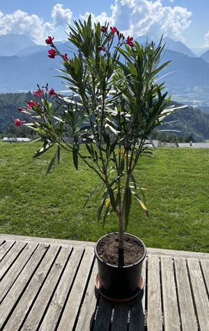 Oleanderbaum - Einstamm 5 Jahre alt und 140cm hoch Bild 2