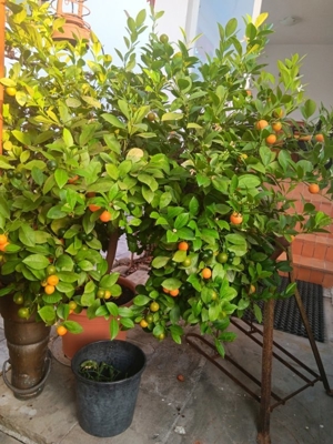 Verkaufe wunderschönen Kumquats Bild 3