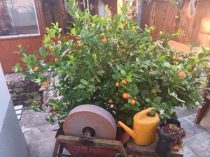 Verkaufe wunderschönen Kumquats Bild 2
