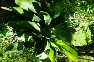 Schusterpflanze, 95cm hoch Bild 2