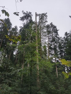 Holzschlägerung, Baumfällung, Forstarbeiten, Brennholz - Aufbereitung Bild 3