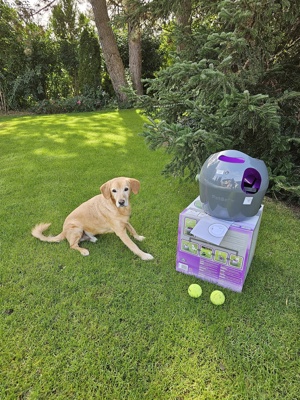 Automatische Ballwurfmaschine für Hunde Bild 2