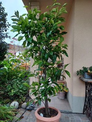 Mandarinenbaum im Topf (Citrus reticulata) Bild 2