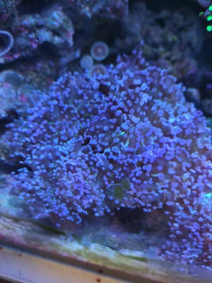 LPS Korallen Ableger  Bild 1