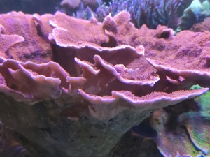 SPS Korallen Ableger  Bild 1