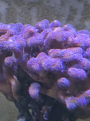 SPS Korallen Ableger  Bild 5