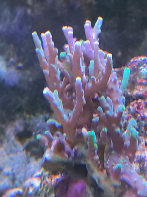 SPS Korallen Ableger  Bild 3