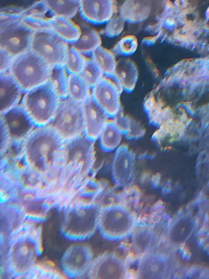 SPS Korallen Ableger  Bild 7