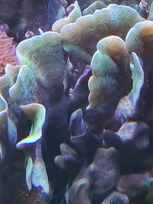 SPS Korallen Ableger  Bild 8