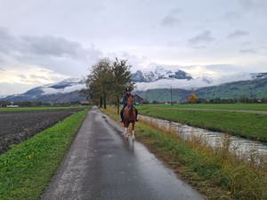 Reitbeteiligung in Haag SG (Nähe Buchs)