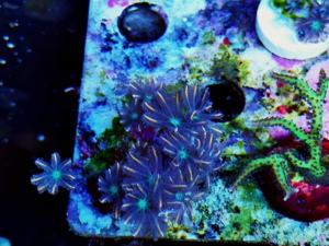 Korallenableger fürs Meerwasseraquarium zu verkaufen Bild 2