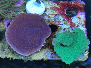 Korallenableger fürs Meerwasseraquarium zu verkaufen Bild 6