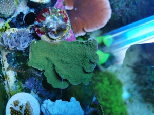 Korallenableger fürs Meerwasseraquarium zu verkaufen Bild 5