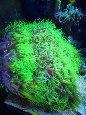 Korallenableger fürs Meerwasseraquarium zu verkaufen Bild 3