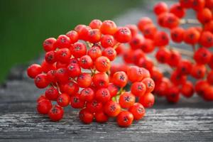 Verkauf von  Mehlbeeren  in großen Mengen vom Hersteller zu den besten Preisen. Bild 3