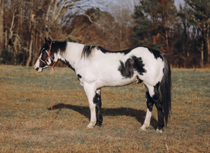 Bildhübscher, eleganter Paint Horse Wallach