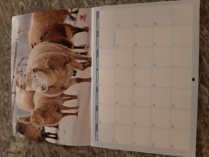 Tier - Kalender Bild 2