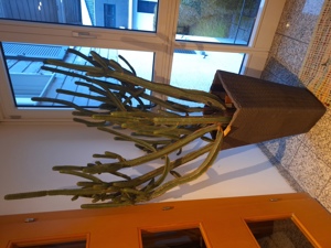 Kaktus Bild 1
