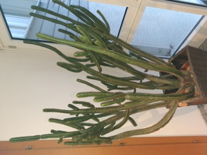 Kaktus Bild 2