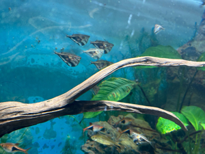 Aquarium(110 Liter) mit Fischen (Preis: Offen für Angebote) Bild 1