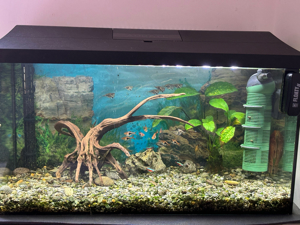 Aquarium(110 Liter) mit Fischen (Preis: Offen für Angebote) Bild 5