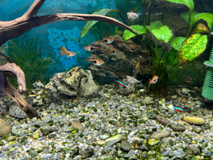 Aquarium(110 Liter) mit Fischen (Preis: Offen für Angebote) Bild 6