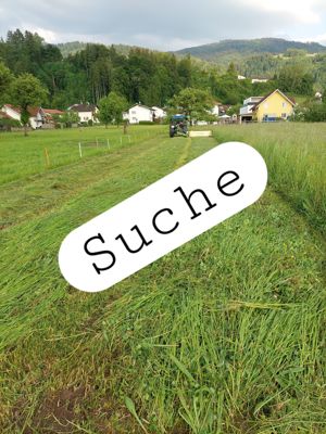 Suche Weide zum Pachten