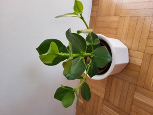 Pflanze  Bild 2