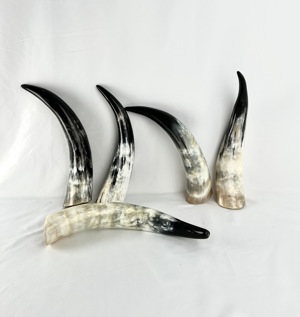 Geweih- KONVOLUT, Oryx Geweihpaar, 5 Trinkhörner und 1 Abwurfstange Bild 2