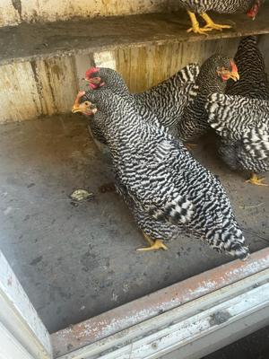 2 robuste Amrock Hühner Bild 2