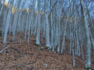 Suche Waldgrundstück