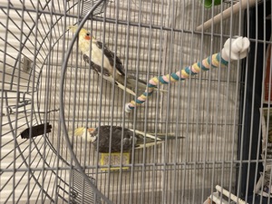 Nymphensittiche Vögel Bild 1