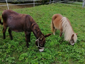 Einstellplatz für 1 Shetty oder 2 Mini Shettys zu vergeben.  Auch für Pony mit Hufrehe geeignet. Bild 8