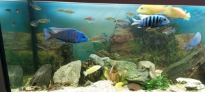 Aquarium  Bild 2