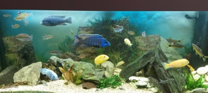 Aquarium  Bild 5