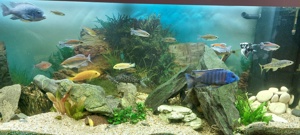 Aquarium  Bild 4