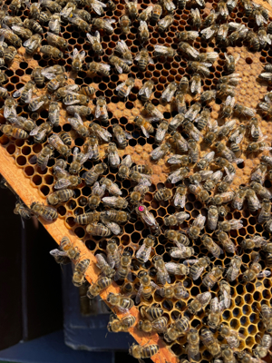 Bienenvölker Bild 1