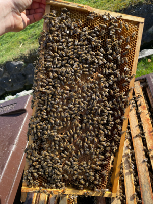 Bienenvölker Bild 2