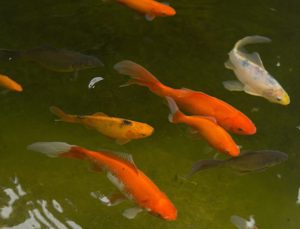 Goldfische zu verschenken